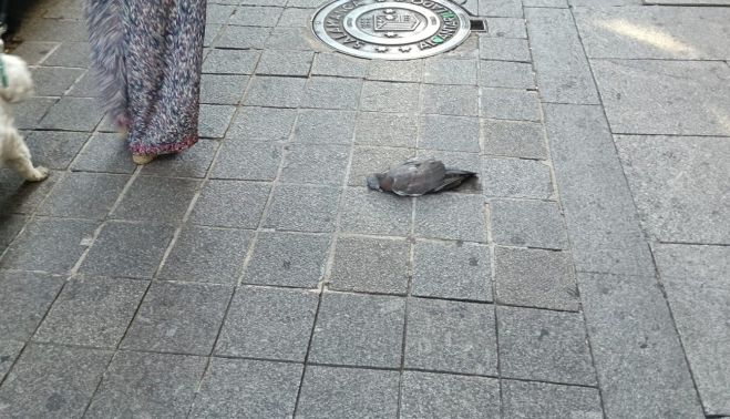 Paloma muerta en Plaza de España Paloma muerta en Plaza de España