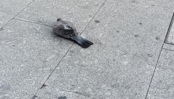 Otra paloma muerta en la Plaza de España Otra paloma muerta en la Plaza de España