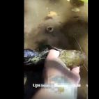 El momento de soltar un siluro en el río Águeda.
