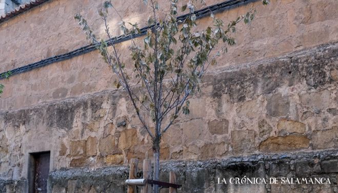 Cerezos secos en la calle Ancha. Fotografía. Pablo de la Peña. 