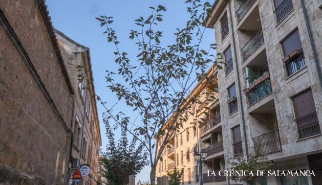 Cerezos secos en la calle Ancha. Fotografía. Pablo de la Peña. 