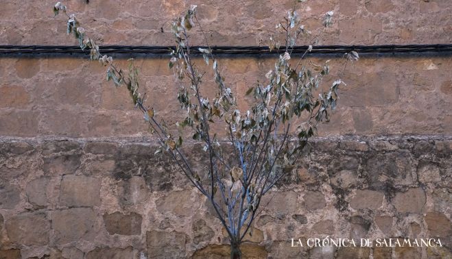 Cerezos secos en la calle Ancha. Fotografía. Pablo de la Peña. 