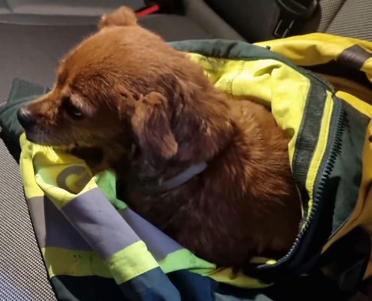 El perro salvado por los bomberos de Portugal y custodiado por la Guardia Civil de Salamanca.