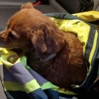 El perro salvado por los bomberos de Portugal y custodiado por la Guardia Civil de Salamanca.