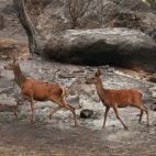 José Vicente / ICAL. El incendio forestal de Burgohondo (Ávila) calcinó ya alrededor de 50.000 hectáreas