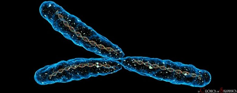 cromosomas vida artificial