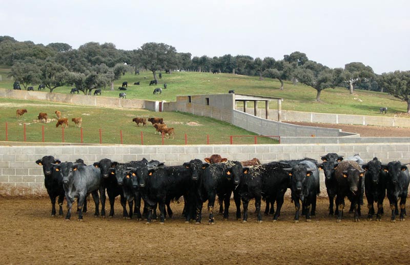 finca castro enriquez ganado