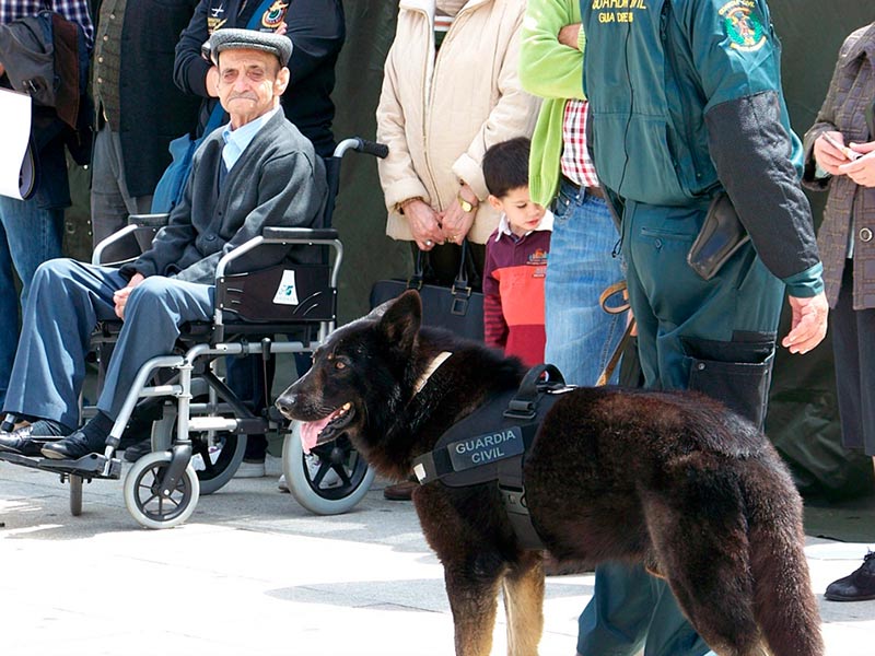 perro antidroga guardia civil