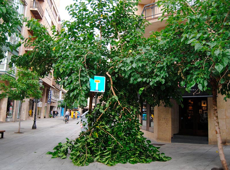 Ramas rotas tormenta