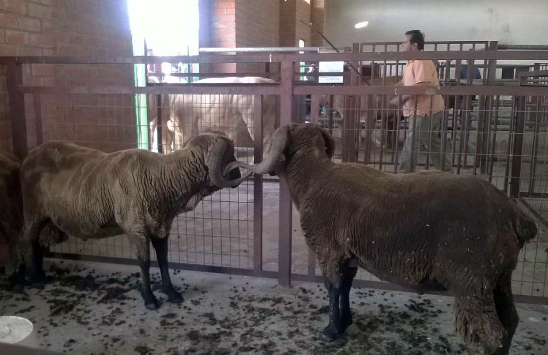 vitigudino mercado ganado ferias fiestas