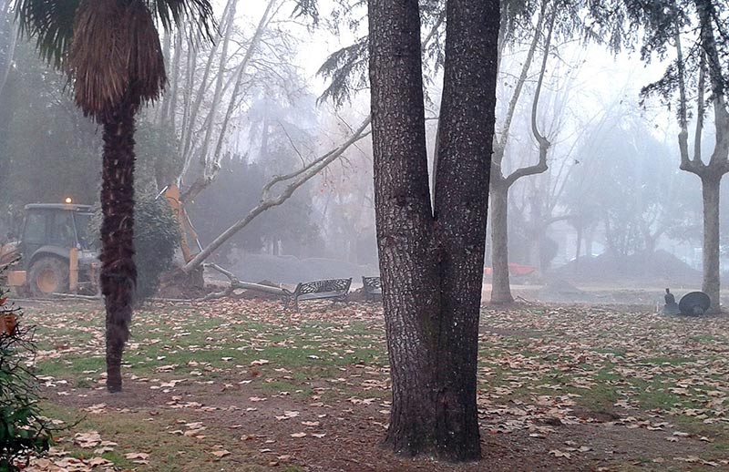 alamedilla árboles obras reforma