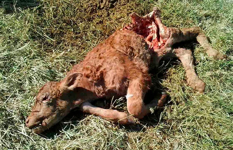 ataque buitres calvarrasa arriba