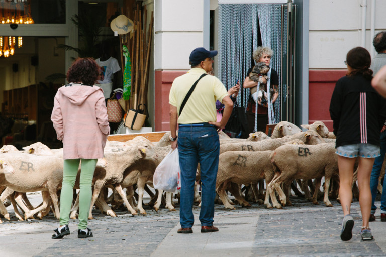 Hace más de 2.000 años ya se hacía la trashumancia en Castilla y León