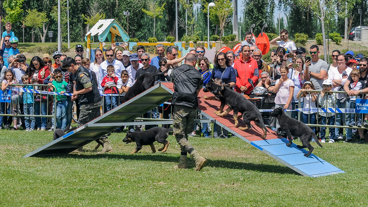 Perros socializados, adiestrados por el Ejército en Salamanca