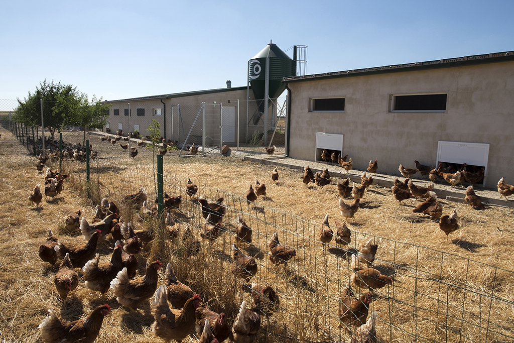 La granja de gallinas camperas del emprendedor salmantino Segio García Panero en Tardáguila. Fotos. Jesús Formigo/ICAL.