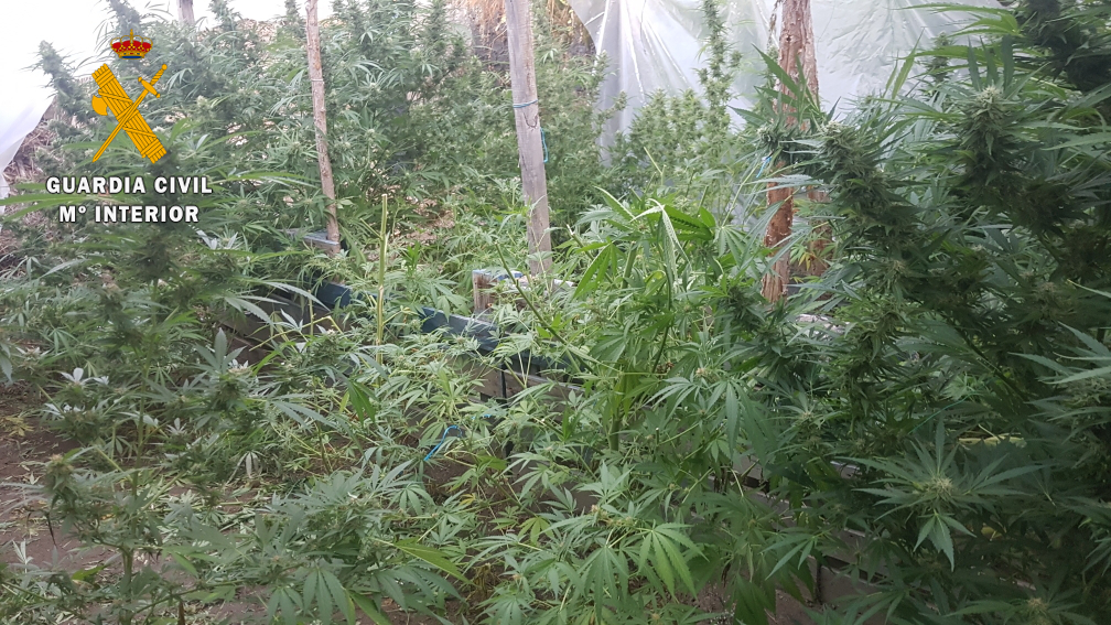 Las plantaciones de marihuana desmanteladas por la Guardia Civil de Salamanca en Ciudad Rodrigo.