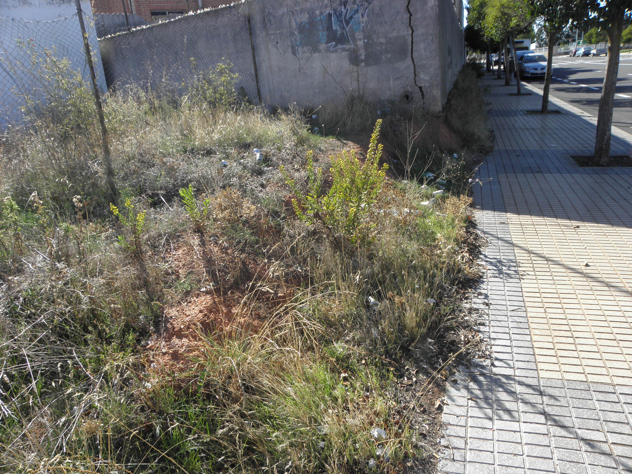 Plantas "salvajes" en la calle de Babia (Salamanca).