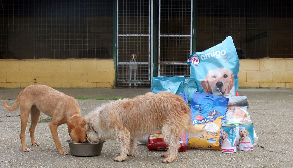 ICAL Dos perros comen en una protectora de Castilla y León