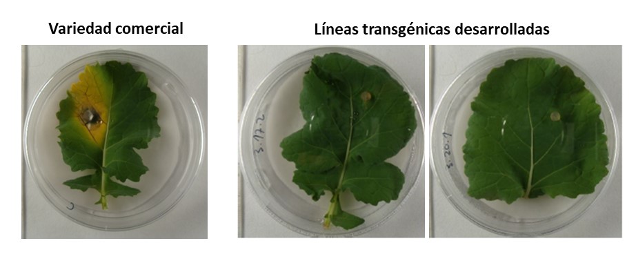 Investigadores salmantinos crean planta transgénica de colza resistente al ‘pie negro’