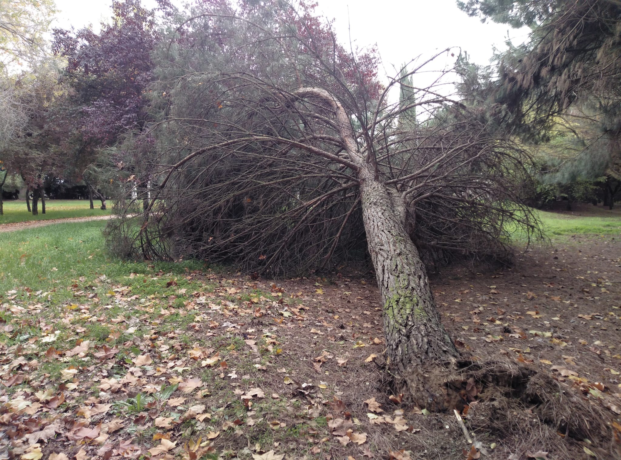 Árbol tronchado por las fuertes rachas de viento en La Aldehuela.