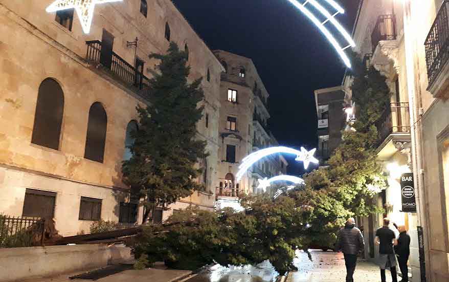 arbol cae san pablo salina viento (1)