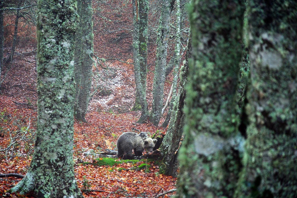 ICAL Liberada una cría de oso pardo que el pasado mes de mayo fue rescatada en el concejo de Santo Adriano (Asturias)