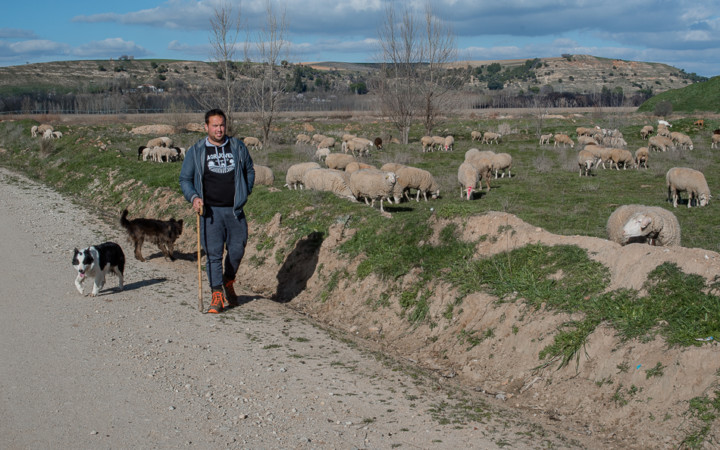 Juan Rodríguez, pastor de 25 años, vive en Pelabravo y tiene una explotación de más de 700 ovejas.