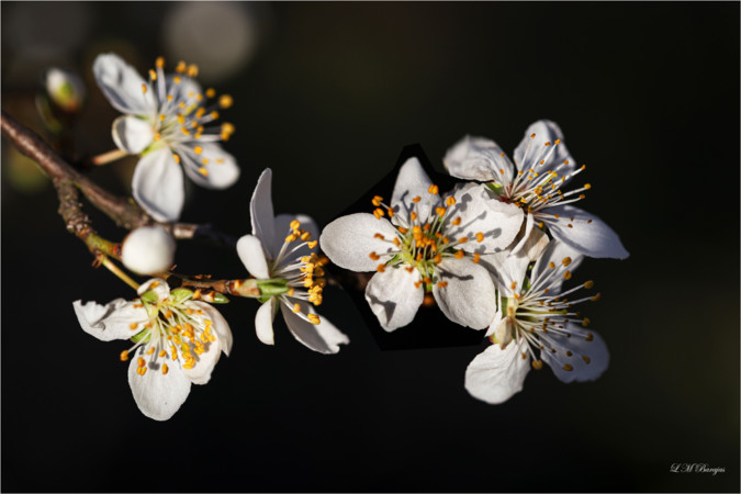 Terminamos el día con la flor del almendro de la Fregeneda... Feliz descanso