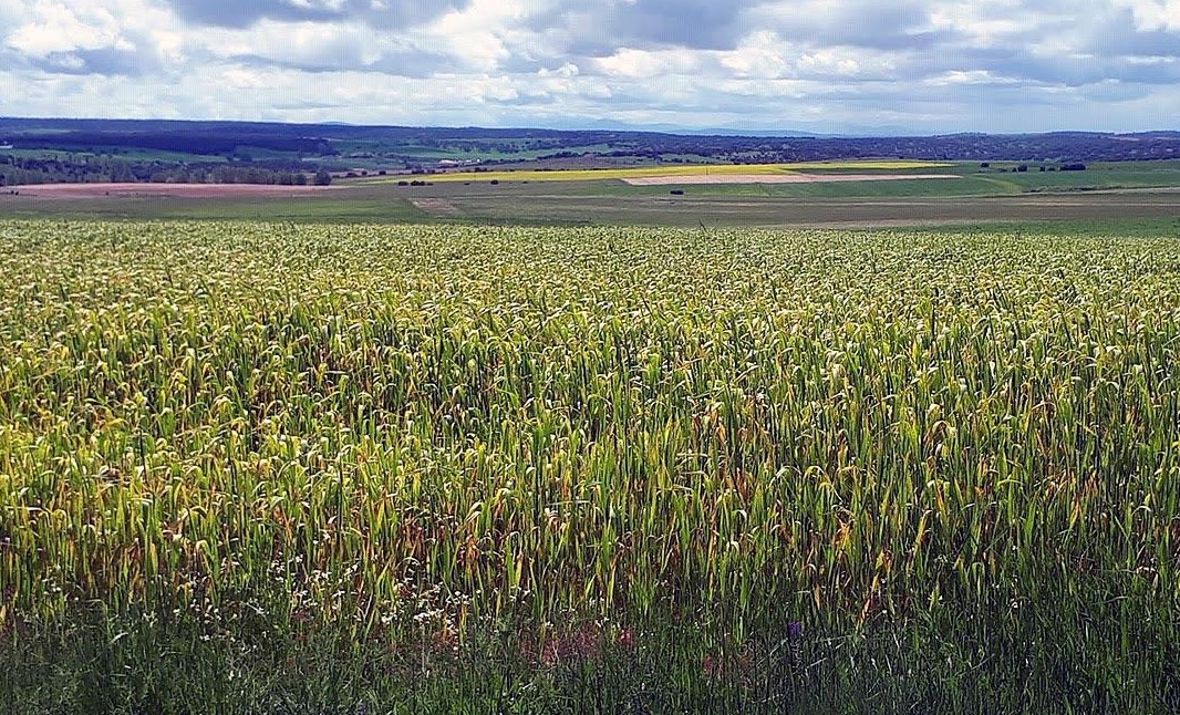 campo cultivo trigo