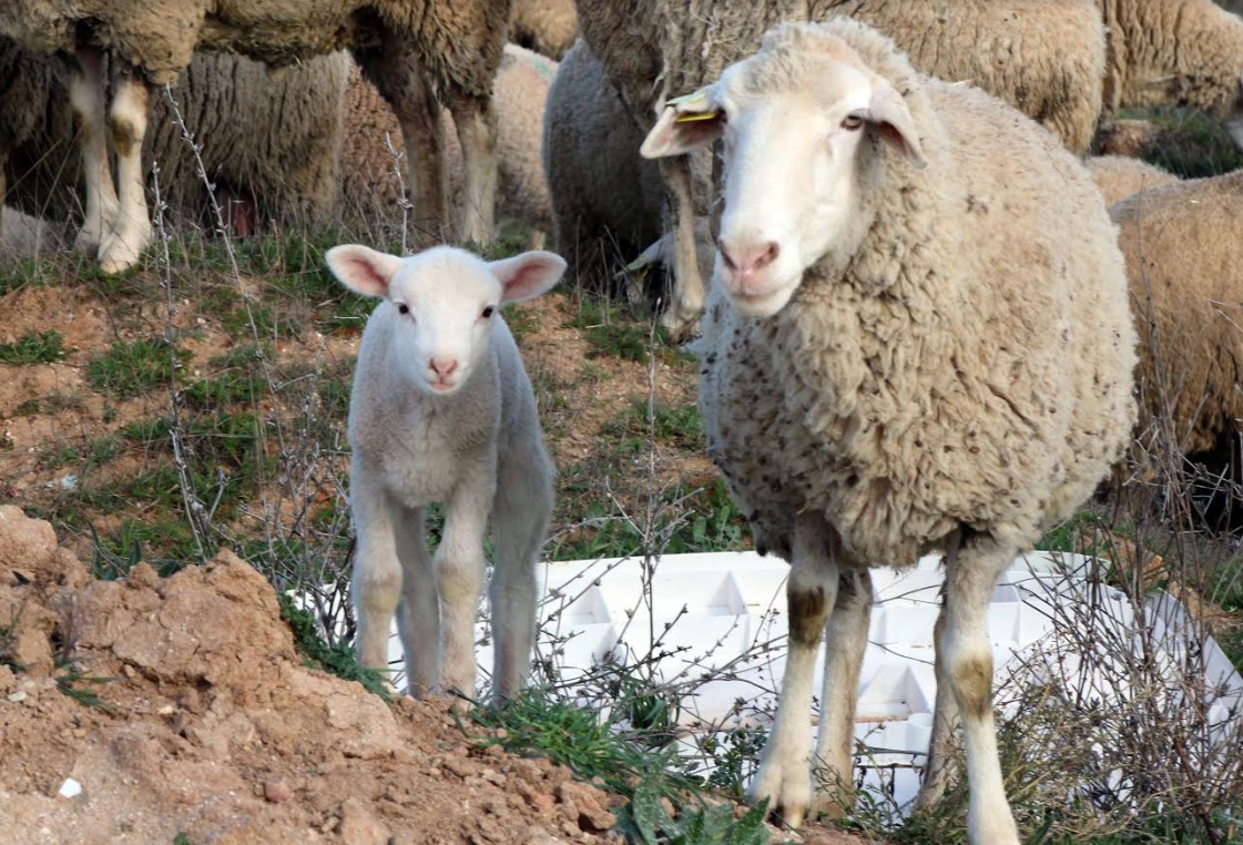 campo ovino ovejas