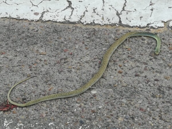 Un reptil de unos 70 centímetros en la calle Ponferrada.