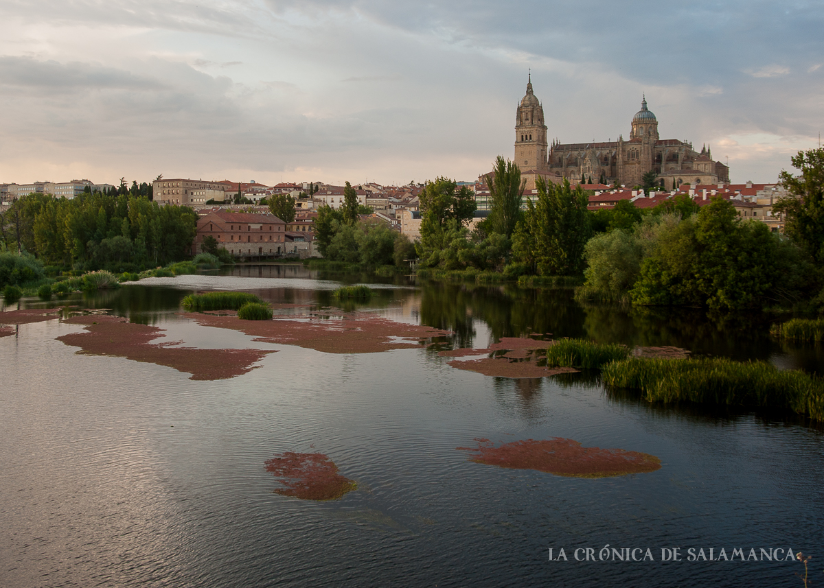 Los helechos de agua, azollas, vuelven a surgir en el Tormes.