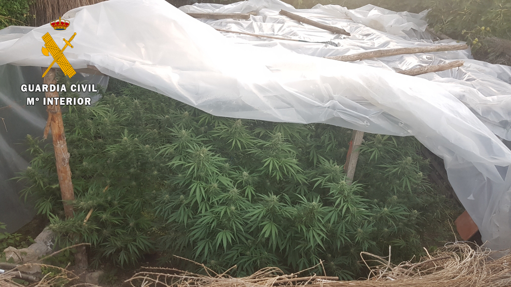 La Guardia Civil desmantela cinco plantaciones de marihuana en Navasfrías.