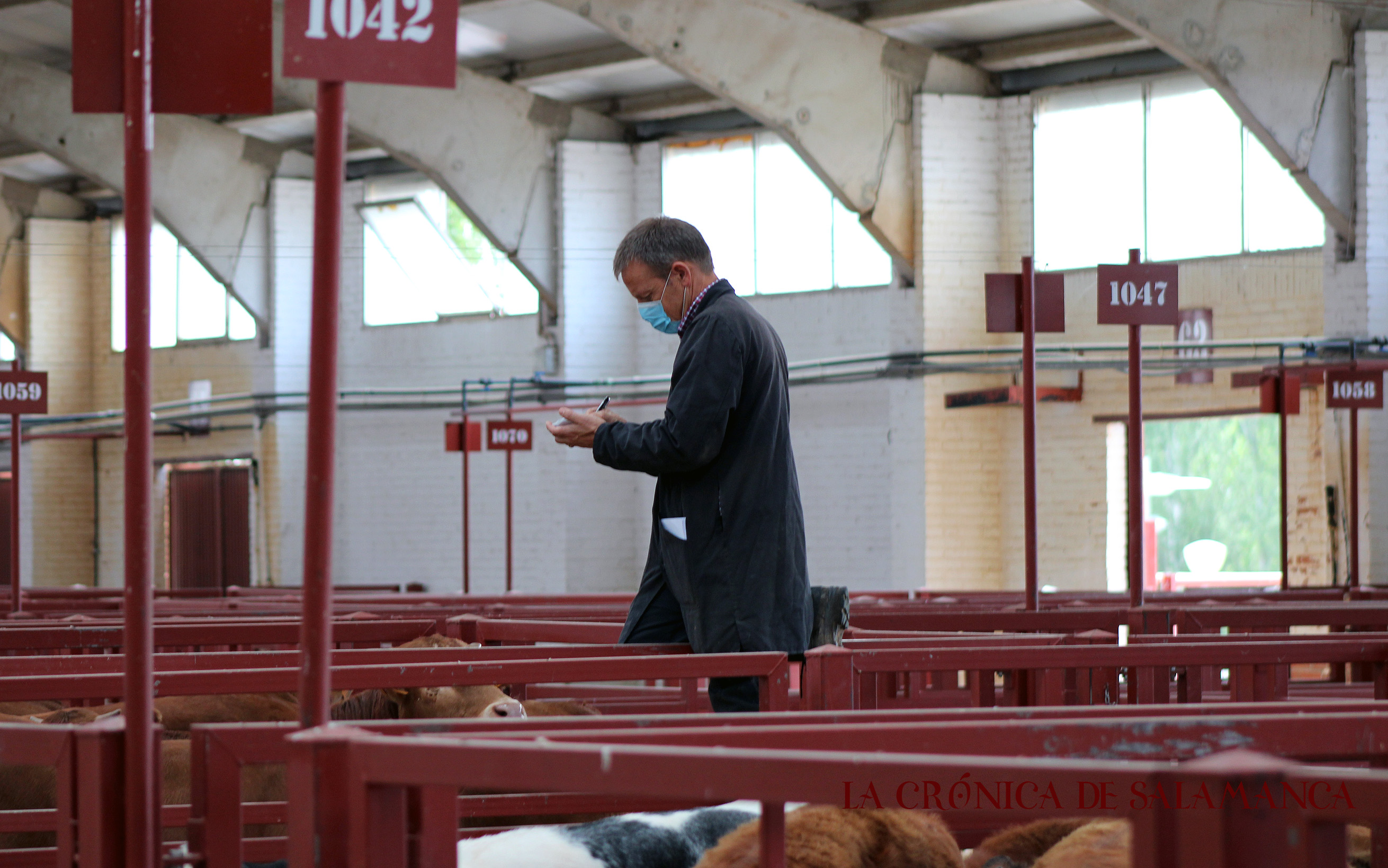 El mercado de ganado de Salamanca regresa a la nueva normalidad con 760 animales