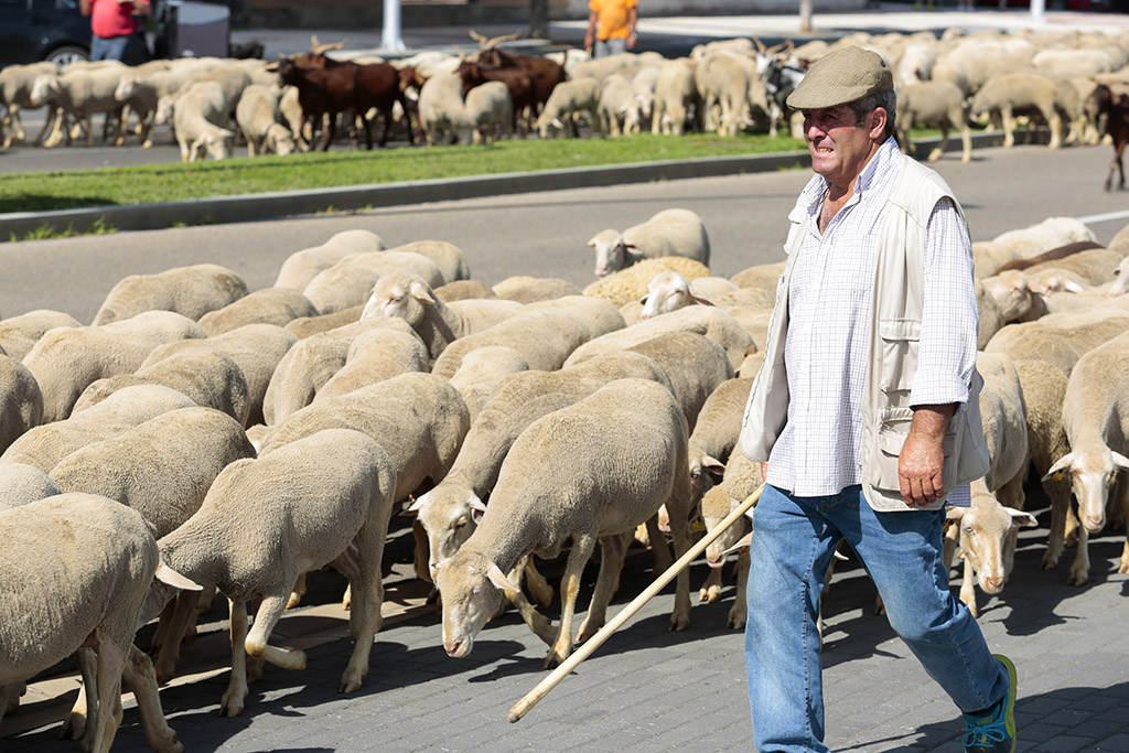 Campillo ICAL . Un rebaño de unas 1.900 ovejas atraviesa León en su recorrido trashumante (1)