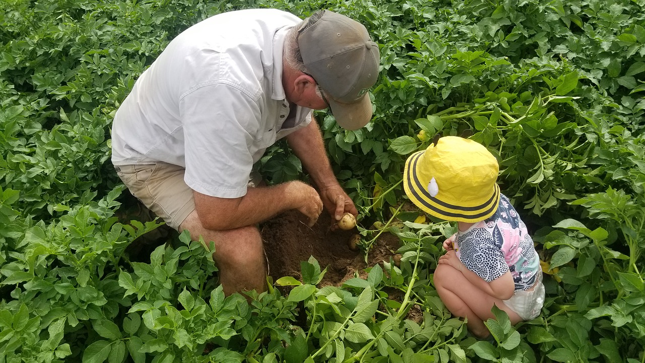 Un agricultor enseña una patata a un niño. Foto. Pixabay.
