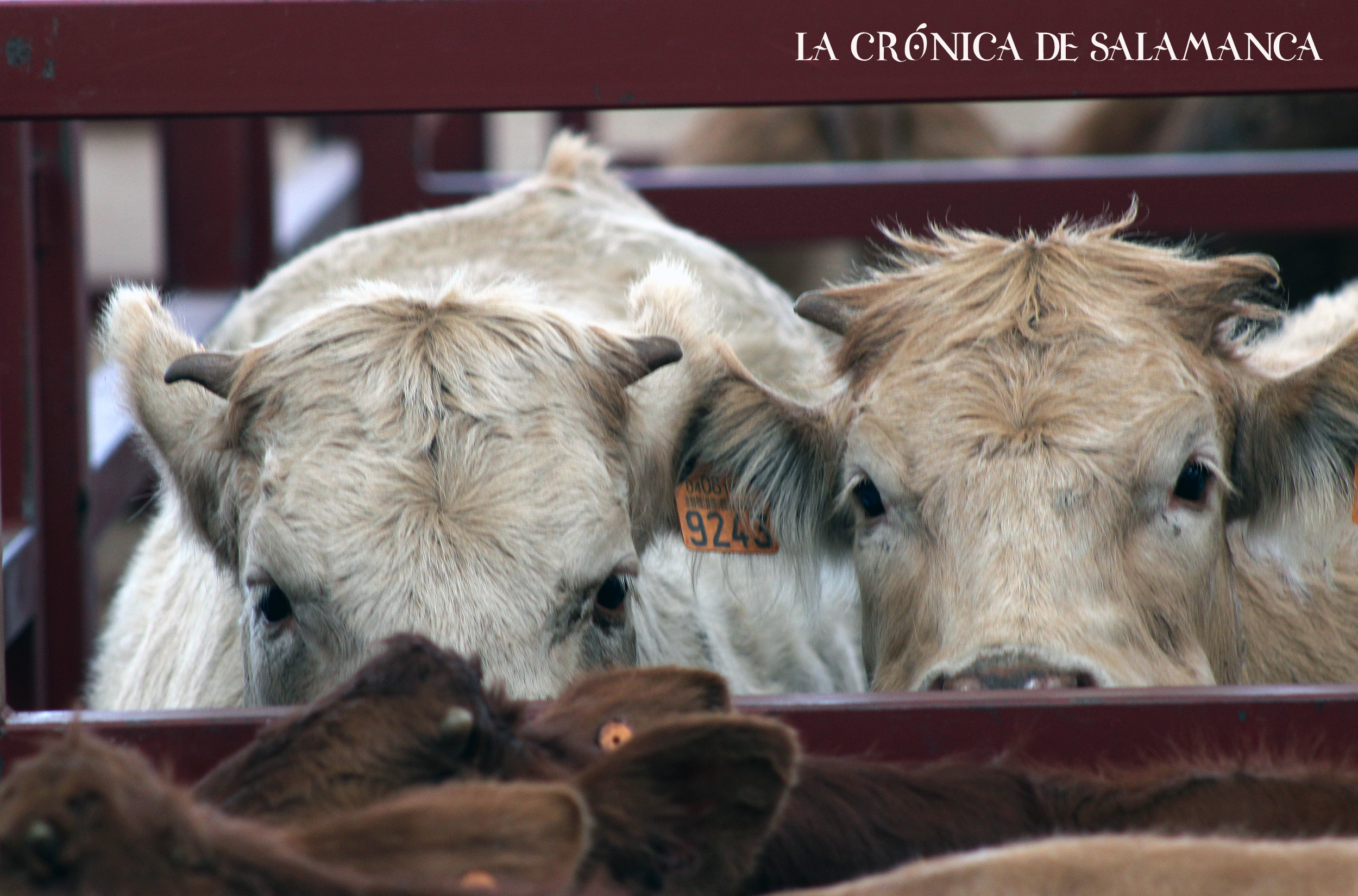 El mercado de ganado de Salamanca.