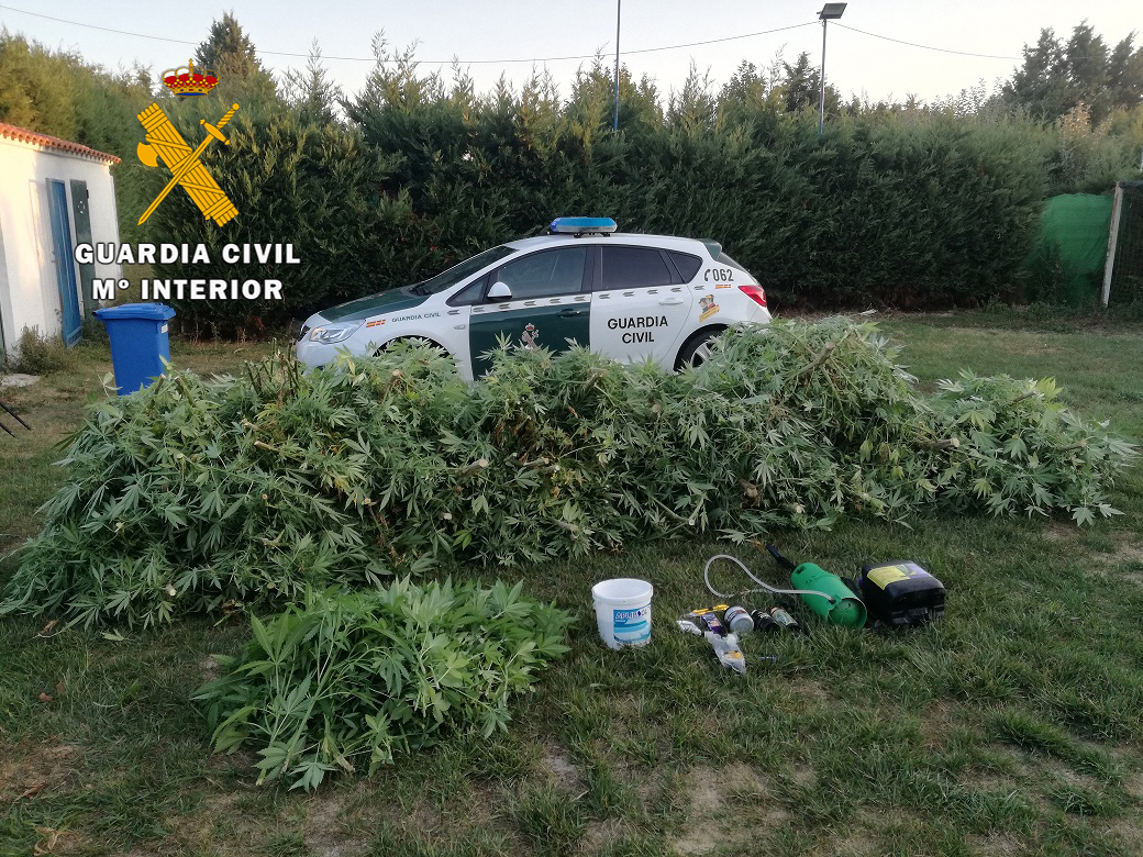 La Guardia Civil detiene a un hombre como cultivador de marihuana en Aldearodrigo