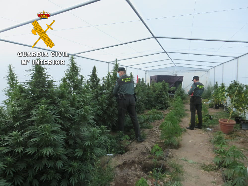 La Guardia Civil detiene a un hombre como cultivador de marihuana en Aldearrodrigo