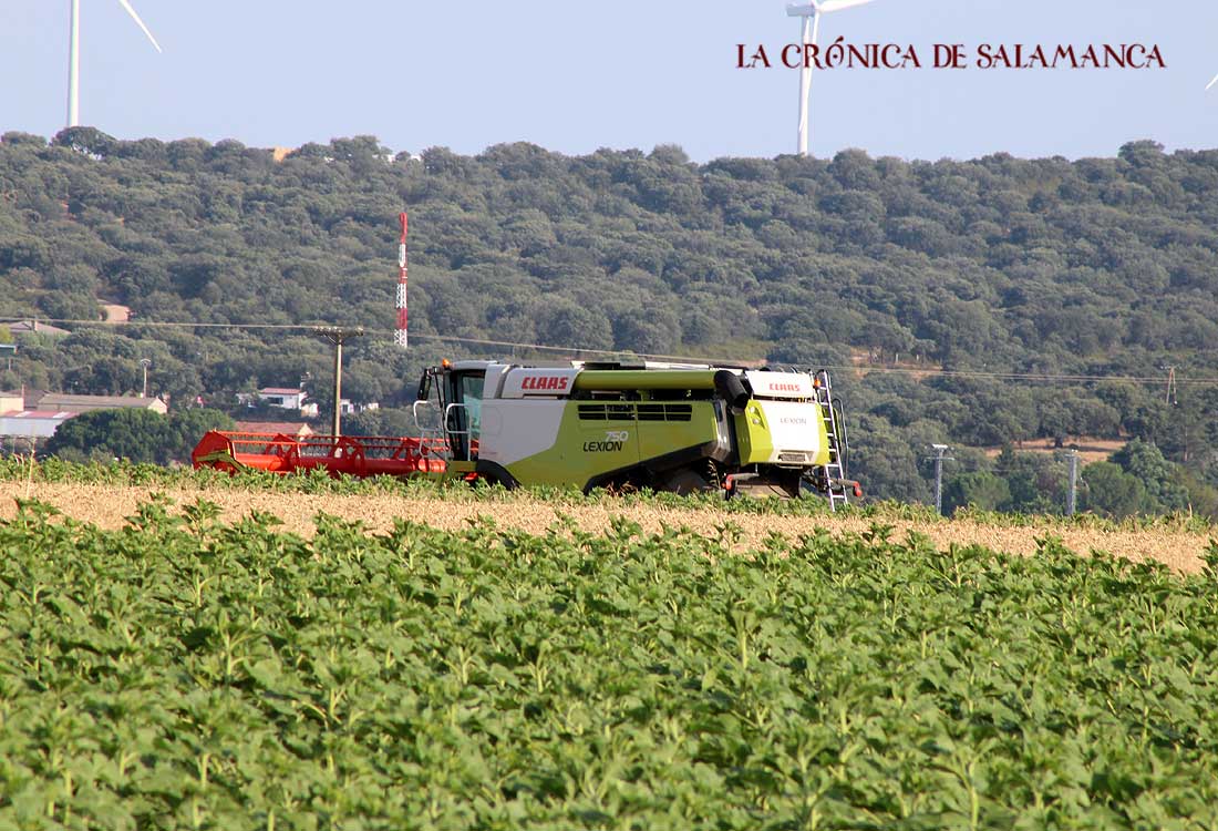 Campo - cereales