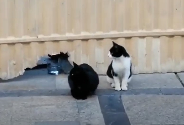 Los gatos de la Rúa de Salamanca.