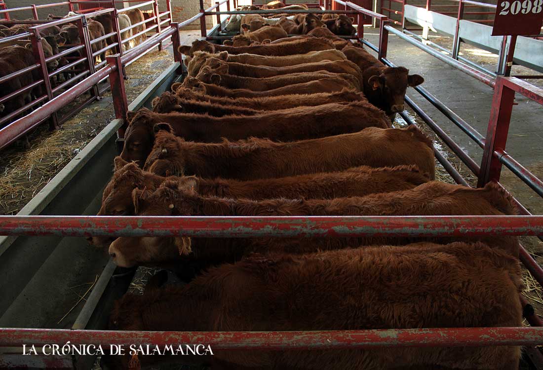 Mercado Ganado Salamanca