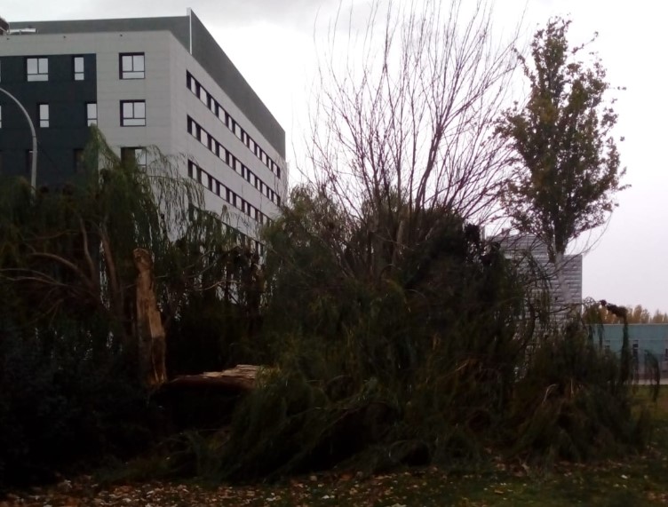 viento arbol tronchado campus hospital 2