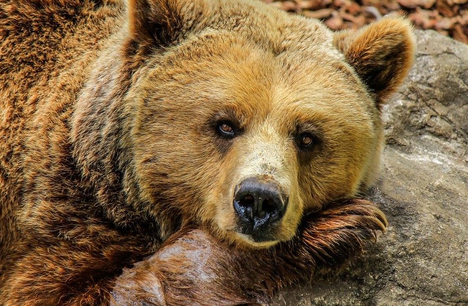 oso pardo 2 pixabay