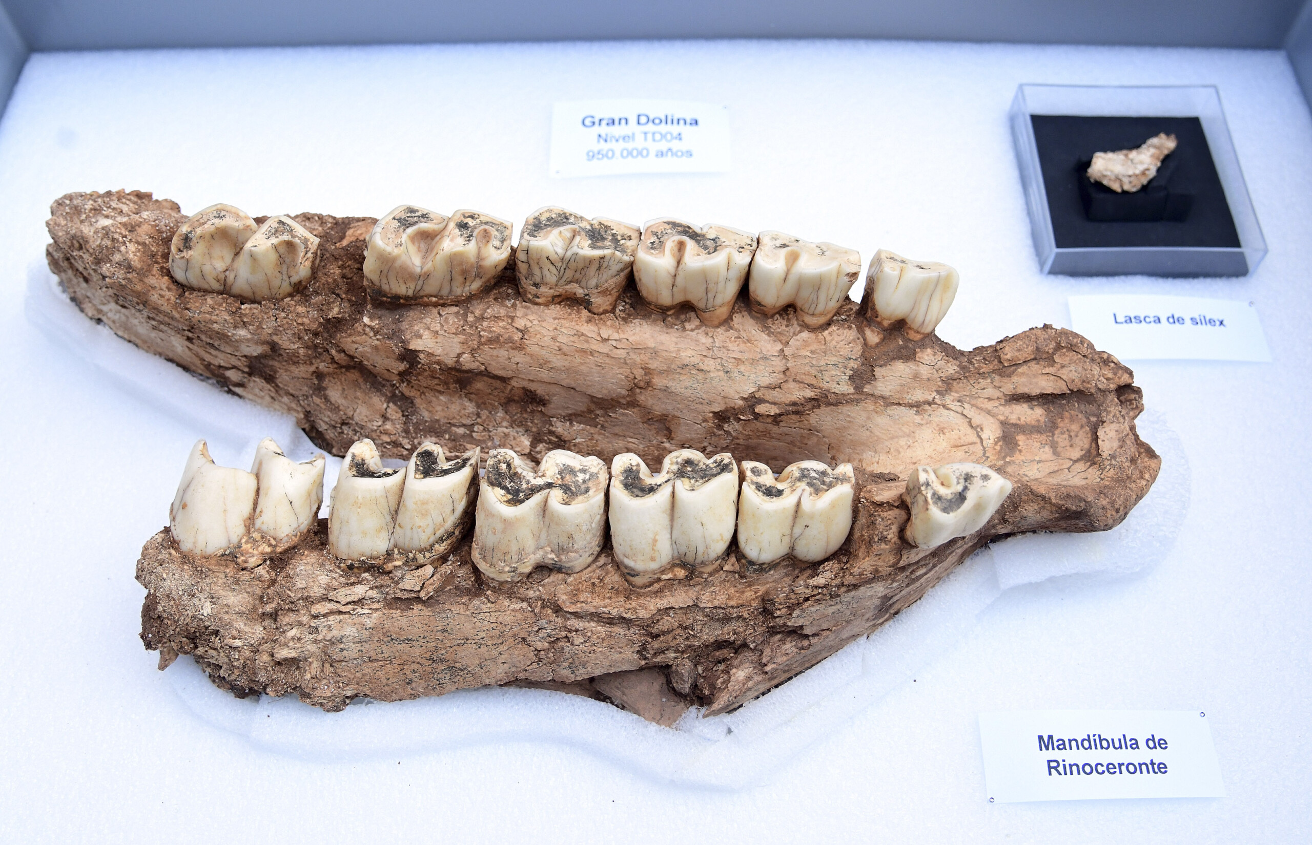 Atapuerca