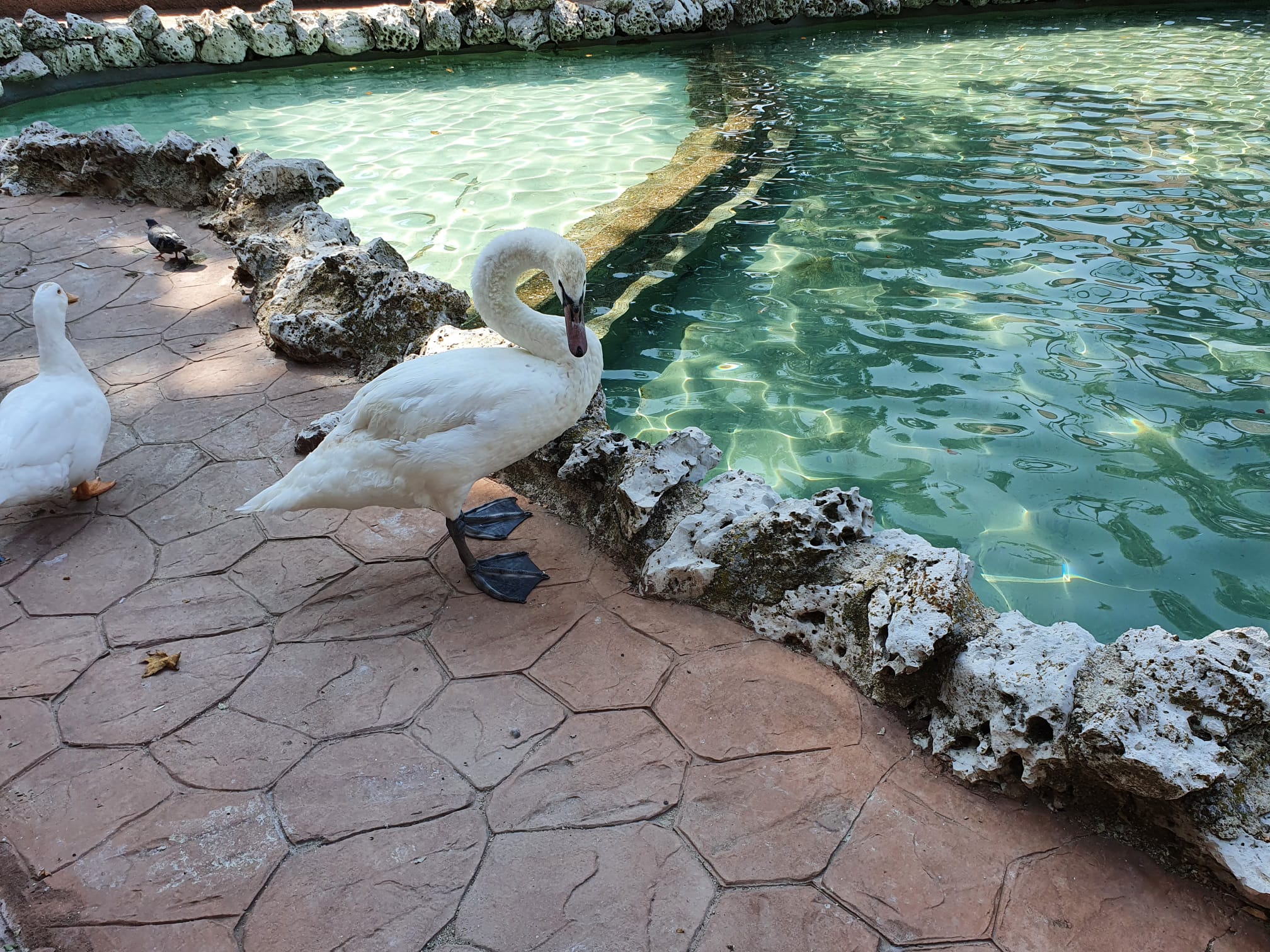 La nueva hembra de cisne que ya se puede ver en el estanque de La Alamedilla.