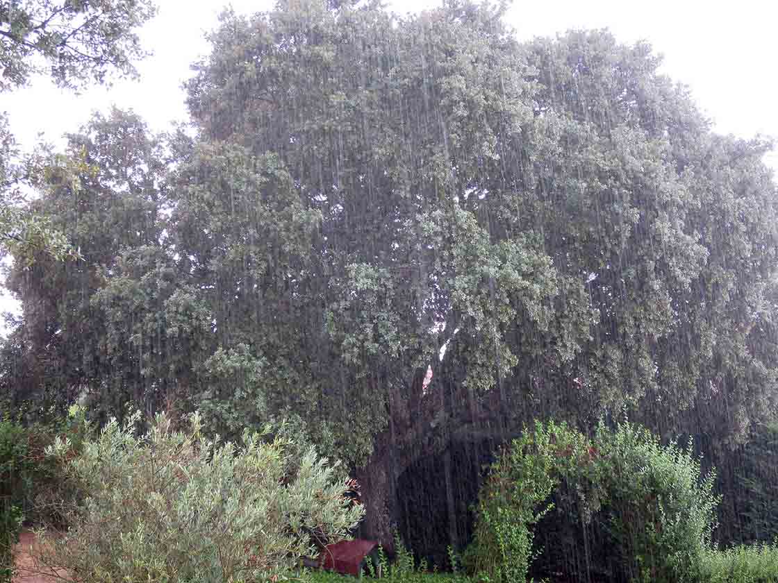 tormenta verano 25 agosto (3)