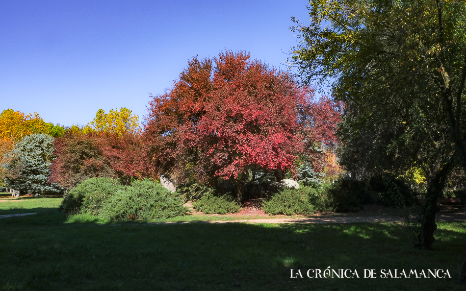 El otoño se refleja en los árboles de la Aldehuela.
