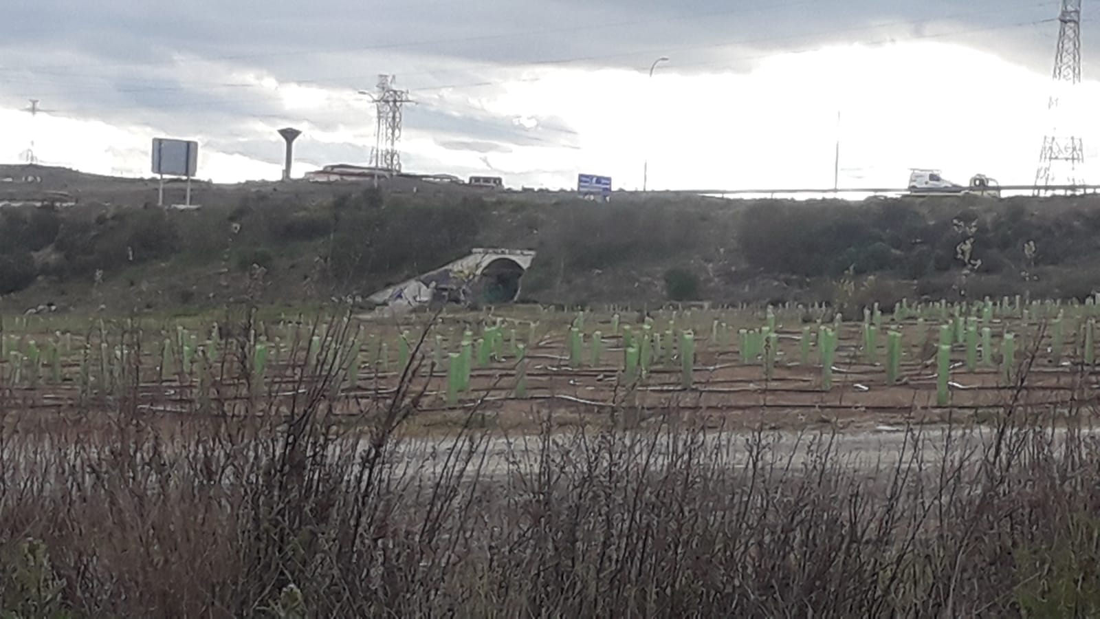 Los chopos y fresnos plantados en el corredor verde de la ribera del Tormes tienen envoltorios de plástico y riego.