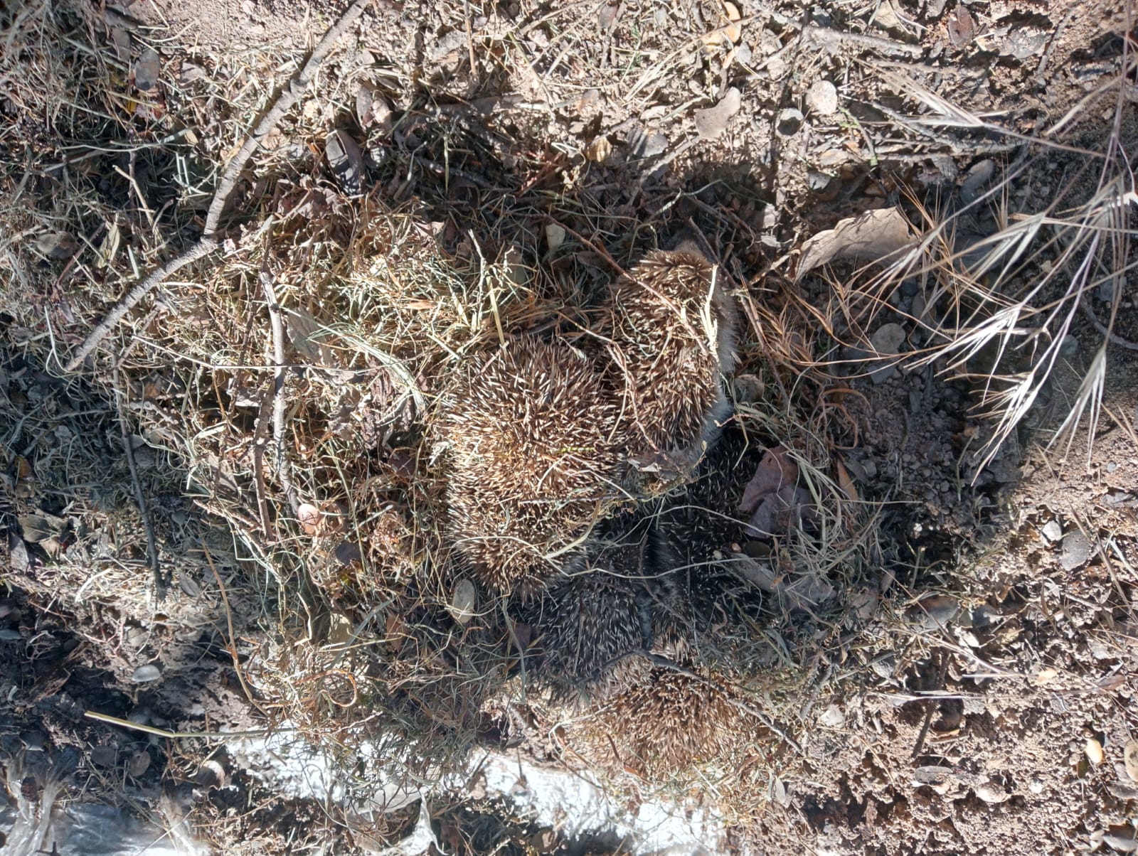 Las crías de erizo hechos un ovillo dentro del nido.